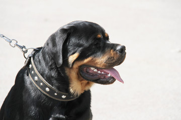 Rottweiler