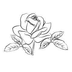 Rose sketch on white background.