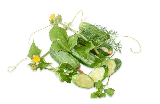 Several cucumbers and stem with leaves and flower and greens