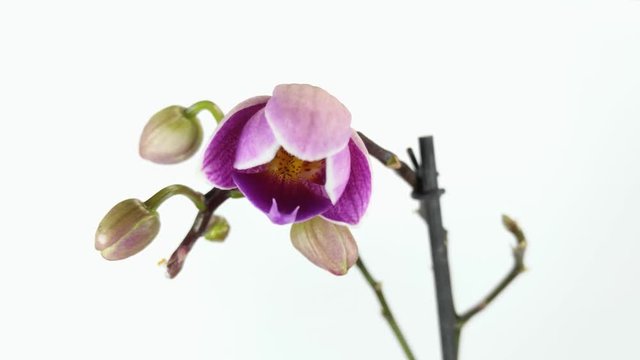 HD video of orchid flower is blossoming timelapse on white background.