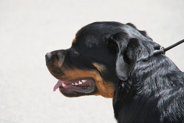 Rottweiler