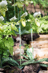 Green Paphiopedilum of Orchid flower