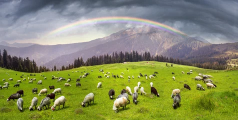 Photo sur Plexiglas Moutons sheep on the mountain Pip Ivan Marmarosh