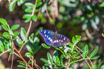 Obraz na płótnie Canvas Butterfly