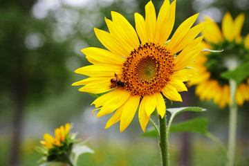 A closeup of sunflower with a bee.