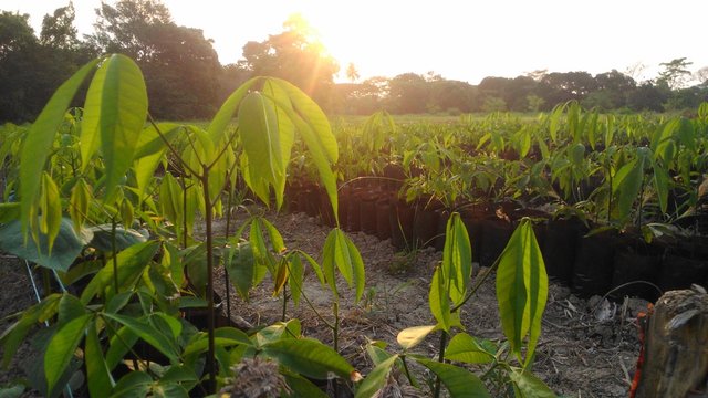 atardecer con plantas de hule 
