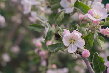 Obraz premium Spring Apple Blooming Trees