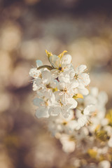 Spring White Blooming Trees Retro