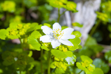 White Blooming Flower
