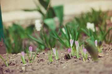 Spring White Flowers