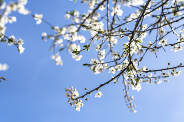 Cherry tree in blossom against clear blue sky