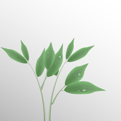 Green branch with leaves and water drops. Vector illustration