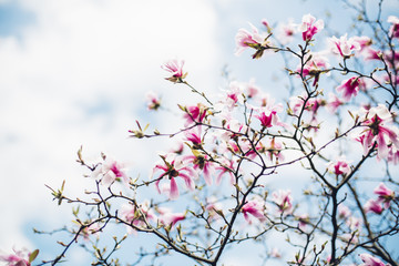Magnolia tree branches in blossom