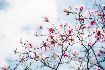 Photo sur Plexiglas Magnolia Magnolia tree branches in blossom