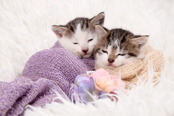 Sleepy little sweet kitten cat friends 