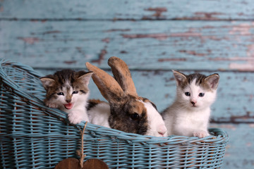 Lovely animal friends rabbit with little kitten cats