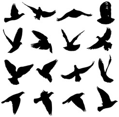 dove