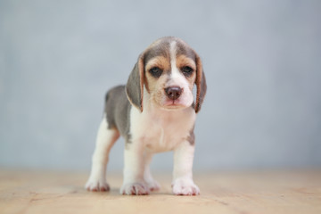 2 month strong beagle puppy in action