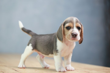 2 month strong beagle puppy in action