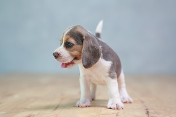 2 month strong beagle puppy in action