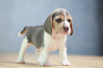 2 month strong beagle puppy in action