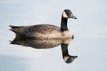 Canada Goose with lovely reflection