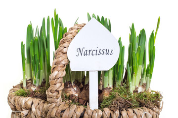 Narzissen - Osterglocken - Narcissus
