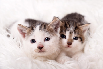 Sweet little kitten two cute cats pet friends