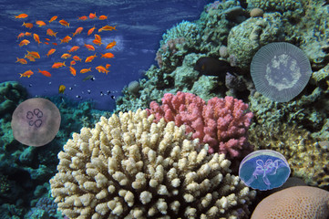 Wonderful and beautiful underwater world with corals