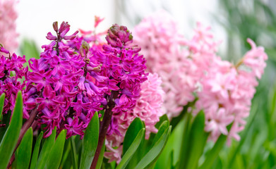 Obraz na płótnie Canvas Fresh flowering hyacinths close up