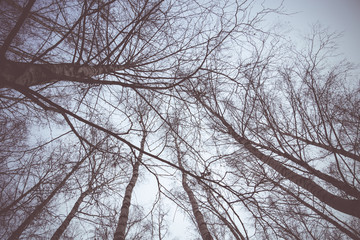 Tree Branches without Leaves Retro