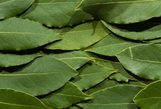 Green Bay Leaves Like Background