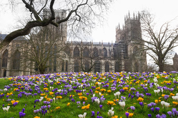 Glade of multicolored crocuses in the Dean's Park in front of York Minster, UK