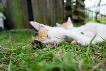 Koty śpiące na trawie - obrazy, fototapety, plakaty