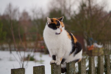 Trikolorka na płocie