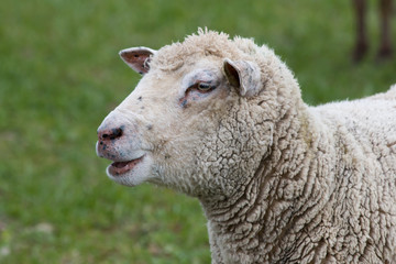 Head of a sheep