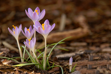 Purple lilac crocus crocuses springlike flowers