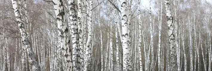 Deurstickers trunks of birch trees with white bark © yarbeer