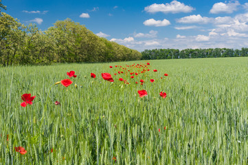 Ukrainian country landscape with wheat field and wild plantation of red poppies inside.