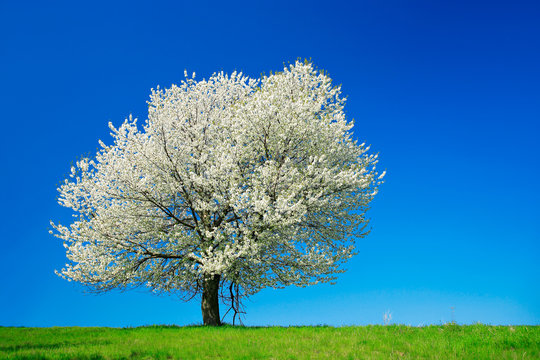 Gro&szlig;er alter Kirschbaum in voller Bl&uuml;te unter blauem Himmel