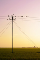 birds hang onto electricity power lines over the paddy field at sunrise.