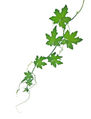 vine isolated on white background