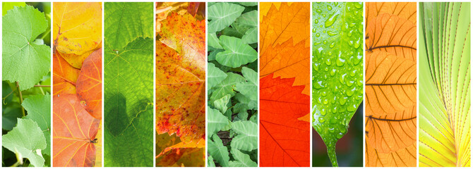 collage de feuilles