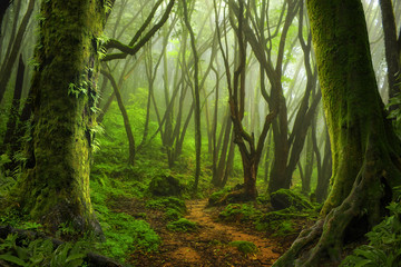 Nepal jungle © quickshooting