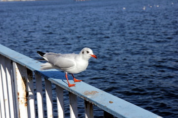 Möwen