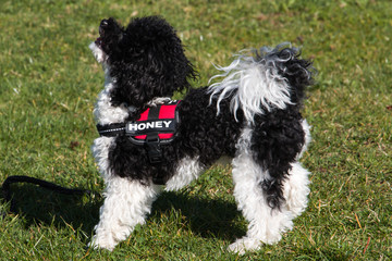Black and White Toy Poodle playing in Meadow