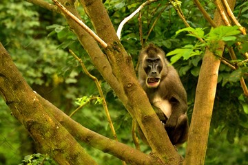 Baboon on the tree