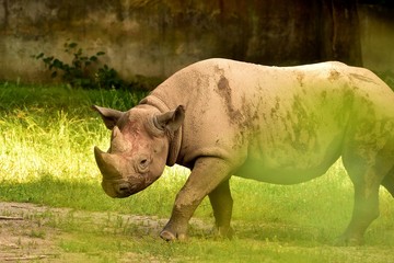Fototapeta premium Rhino in the country