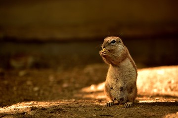 Squirrel eating and sitting on the ground