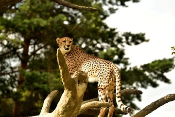 Cheetah on the branch in savannah